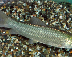 Ctenopharyngodon Idella S