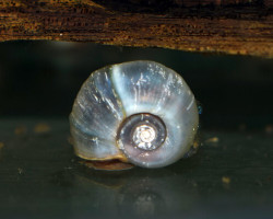 Planorbarius Corneus Blue M