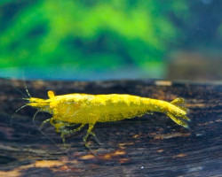 Car. Davidi Yellow Fire Golden Eye M