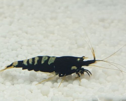 Caridina Black Pinto S