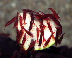 Neocaridina Davidi Bloody Mary L