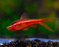 Puntius (Rohanella) Titteya Long Fin M/L