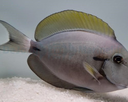 Acanthurus Nigricauda Ml