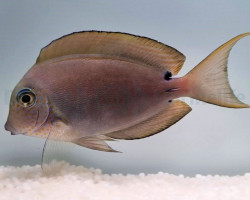 Acanthurus Nigrofuscus Ml