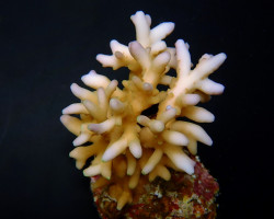 Acropora Caroliniana M