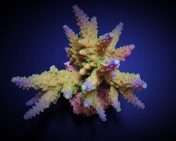 Acropora Valida Xs