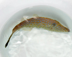 Aluterus Scriptus S