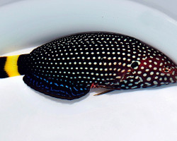 Anampses Melanurus M