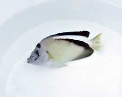 Apolemichthys Griffisi Ml
