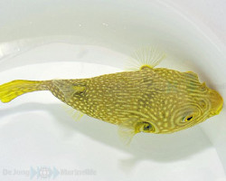 Arothron Reticularis Ml