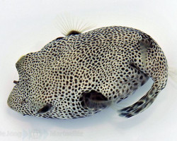 Arothron Stellatus M