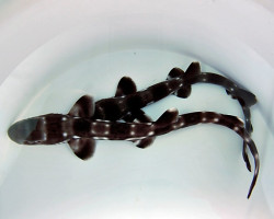 Atelomycterus Marmoratus S