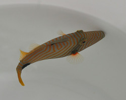Balistapus Undulatus M