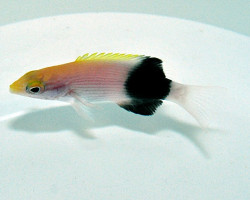 Bodianus Bilunulatus M