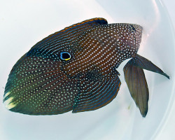 Calloplesiops Argus Xs