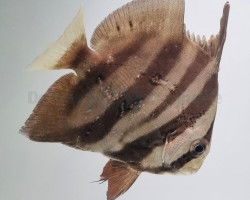 Chaetodipterus Faber M