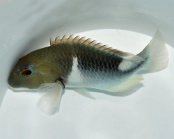 Choerodon Anchorago S