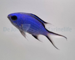 Chromis Cyanea M
