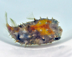 Cyclichthys Orbicularis M