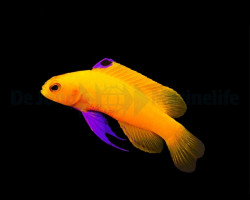 Gramma Dejongi (3-4 Cm) - Djm Allevato Europa Djm S