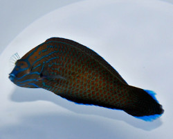 Halichoeres Leucurus (Male) Ml