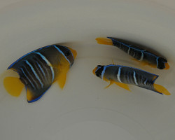 Holacanthus Bermudensis M