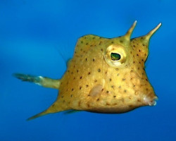 Lactoria Cornuta L