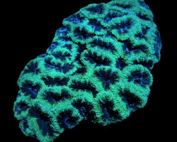 Micromussa Spp. (Green) Ml