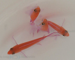 Nemanthias Bicolor (Male) M