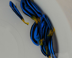 Paracanthurus Hepatus L
