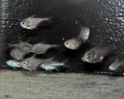 Pempheris Spp. M