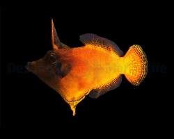 Pervagor Melanocephalus M