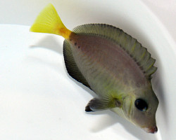 Prionurus Chrysurus Ml
