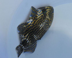 Pseudobalistes Fuscus S