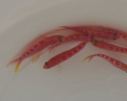 Pyronotanthias Flavoguttatus M