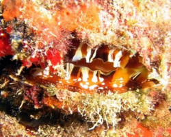 Spondylus Americanus Ml