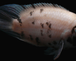 Cichlasoma/Amatitlania Nigrofasciata Marble 6+