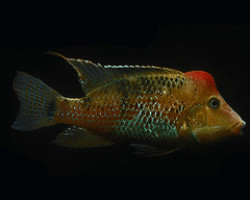 Geophagus Steindachneri 3-3,5