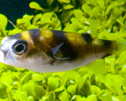 Colomesus Asellus M