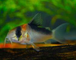 Corydoras Adolfoi S/M