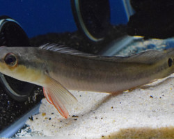 Crenicichla Cametana L