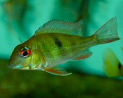Geophagus Proximus M
