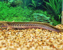 Gobioides Broussonnetii L