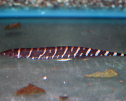 Gymnotus Pedanopterus L