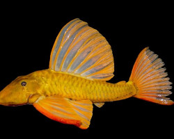 Hypostomus Luteus Phase 3 Xxl