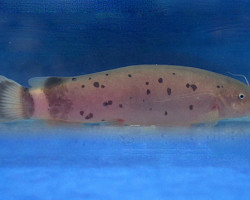 Malapterurus Electricus M