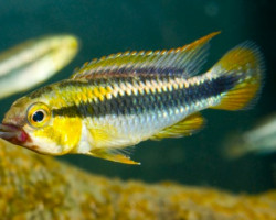 Apistogramma Sp. Abacaxis M