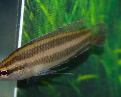 Parosphromenus Paludicola L