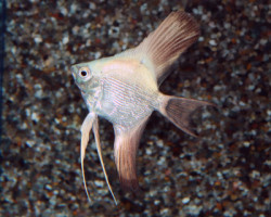 P. Scalare Platinum Diamond M/L