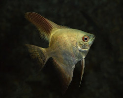 P. Scalare Green Seal Point L